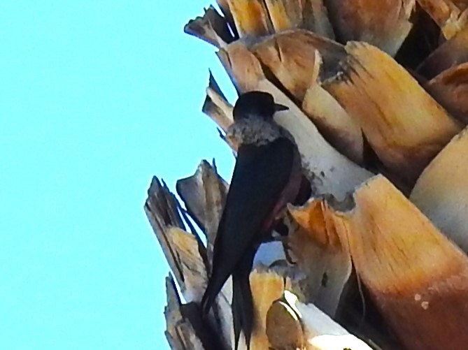 Lewis's Woodpecker - ML522026501