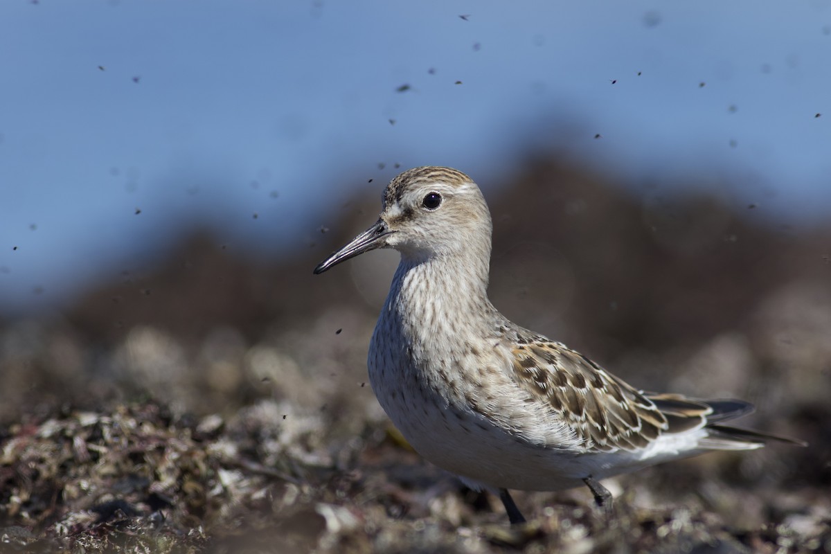 White-rumped Sandpiper - Nathan Dubrow