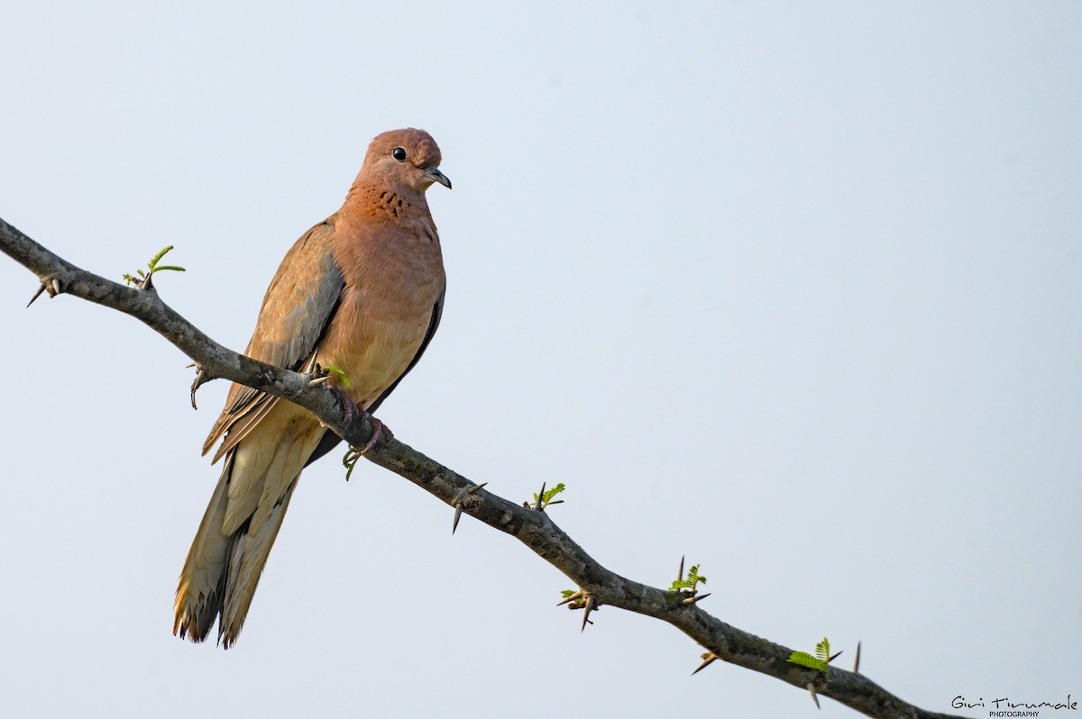 Laughing Dove - ML522029631