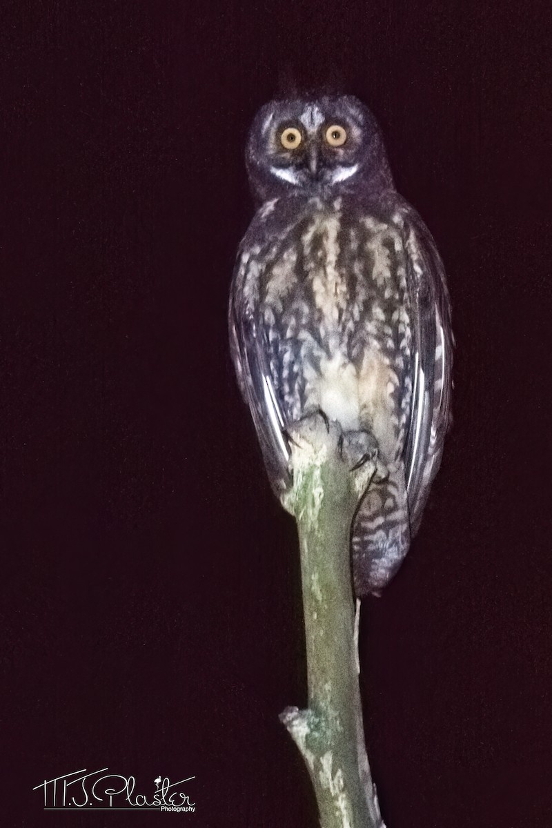 Stygian Owl - ML522030181