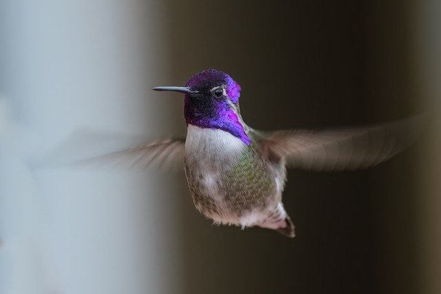 Costa's Hummingbird