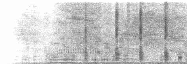  - Western Cattle-Egret