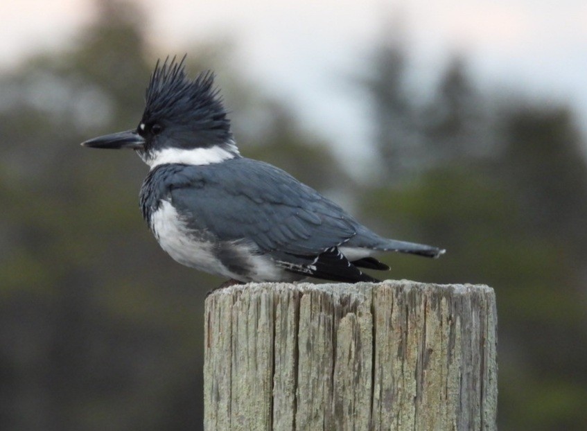 Belted Kingfisher - Donna Ortuso