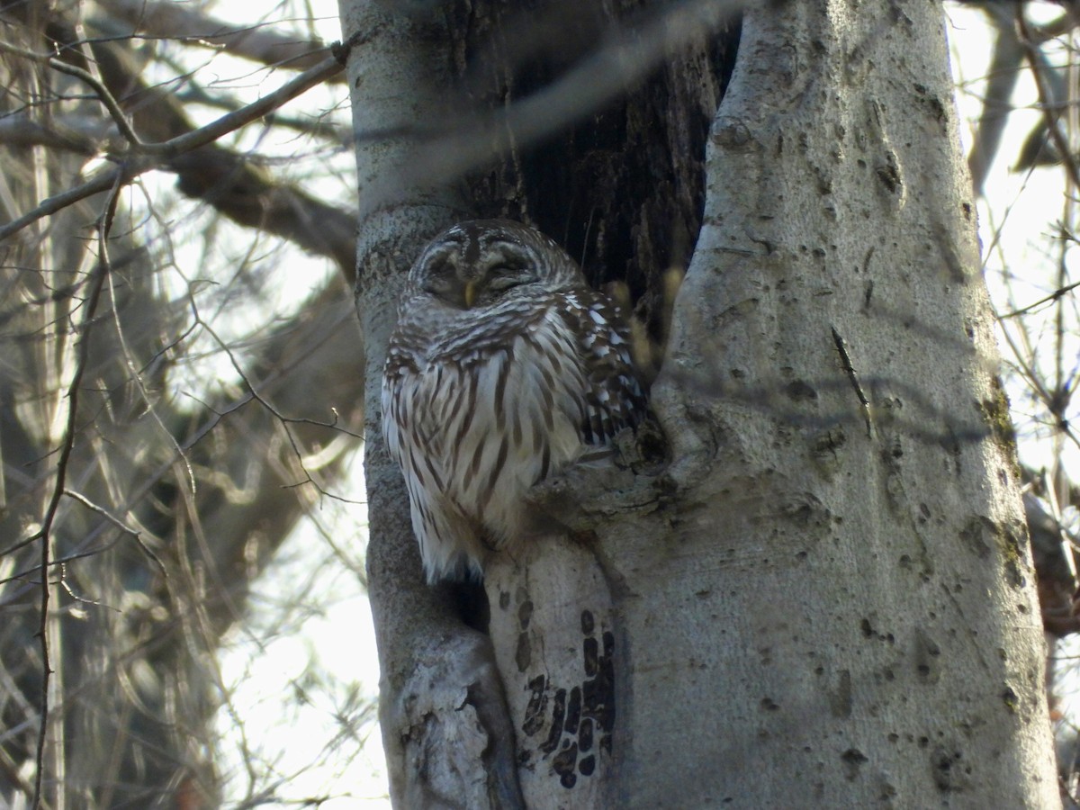 Barred Owl - Kurt Emmert  🦆