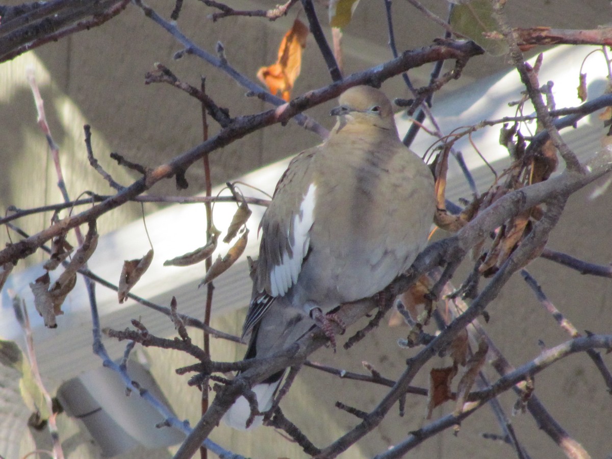 White-winged Dove - ML522043381