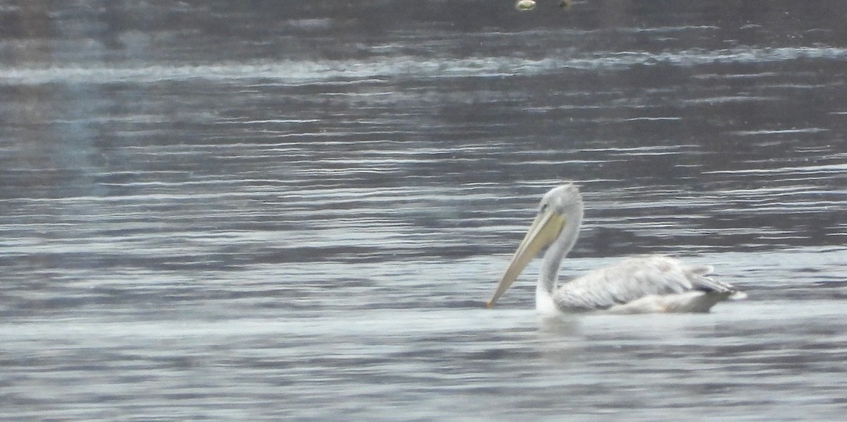 Pink-backed Pelican - ML522044781