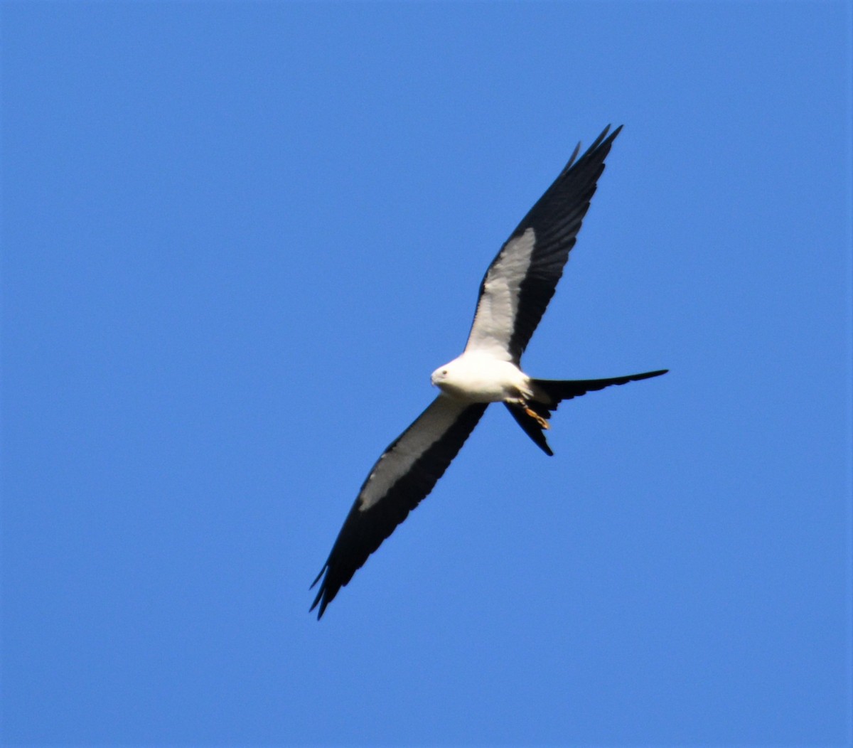 Swallow-tailed Kite - John Whitehead