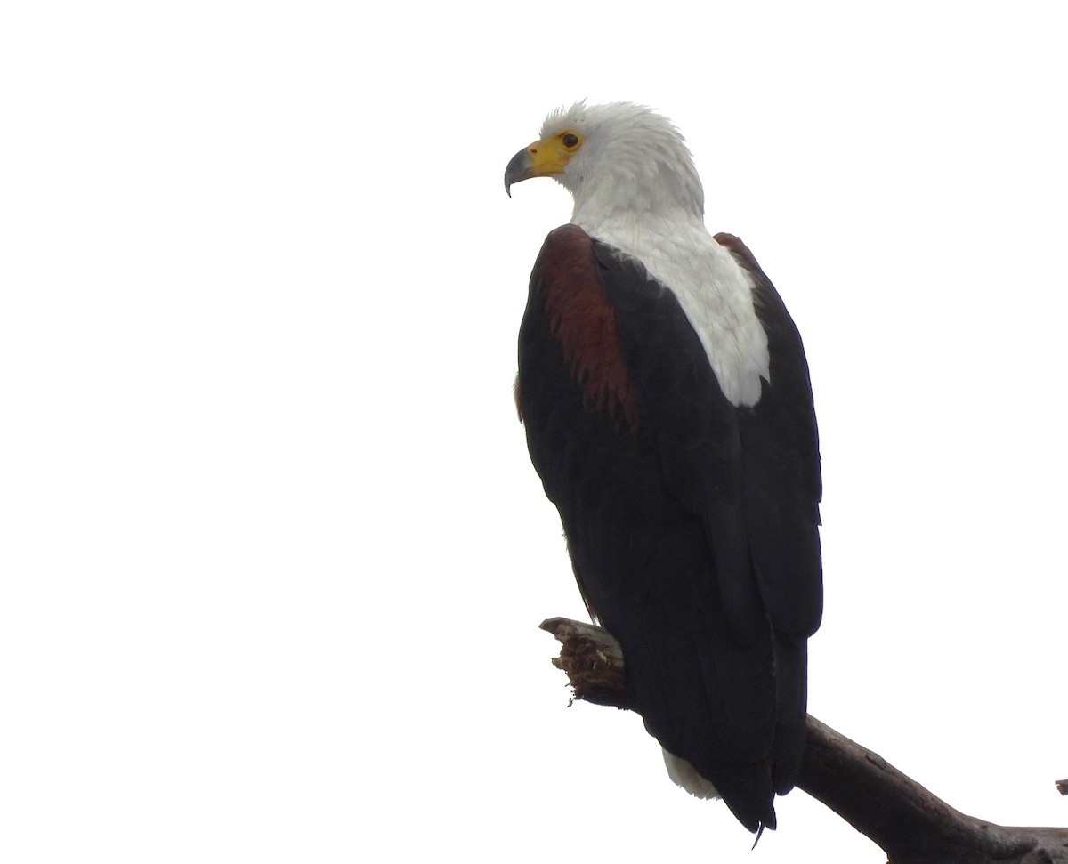African Fish-Eagle - ML522050951