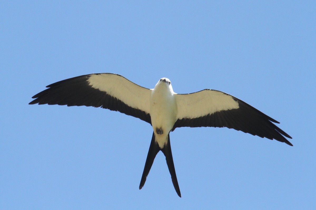 Swallow-tailed Kite - ML522051101