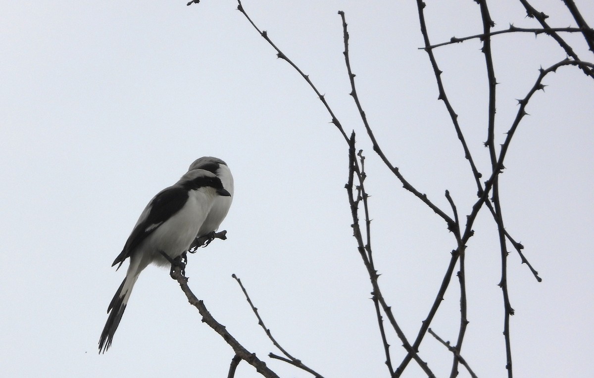 Gray-backed Fiscal - ML522052361