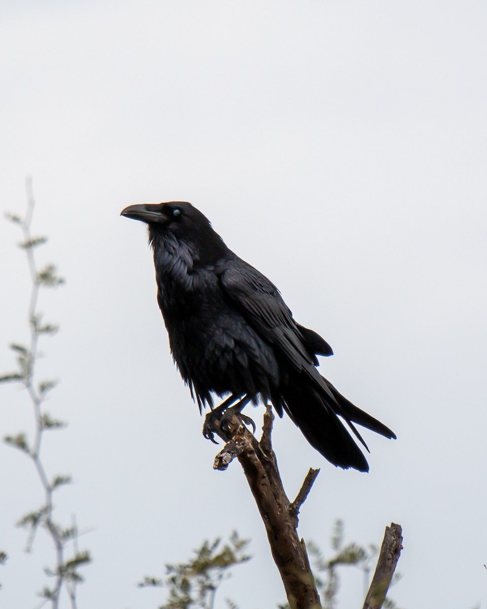 Common Raven - ML522056691