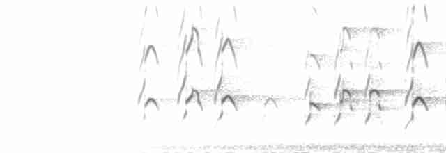  - Swallow-tailed Kite