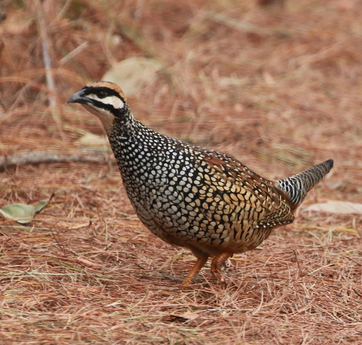 Chinese Francolin - ML52206321
