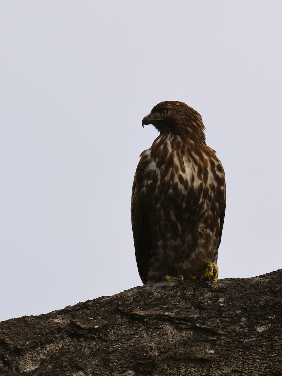 Red-tailed Hawk - ML522066471
