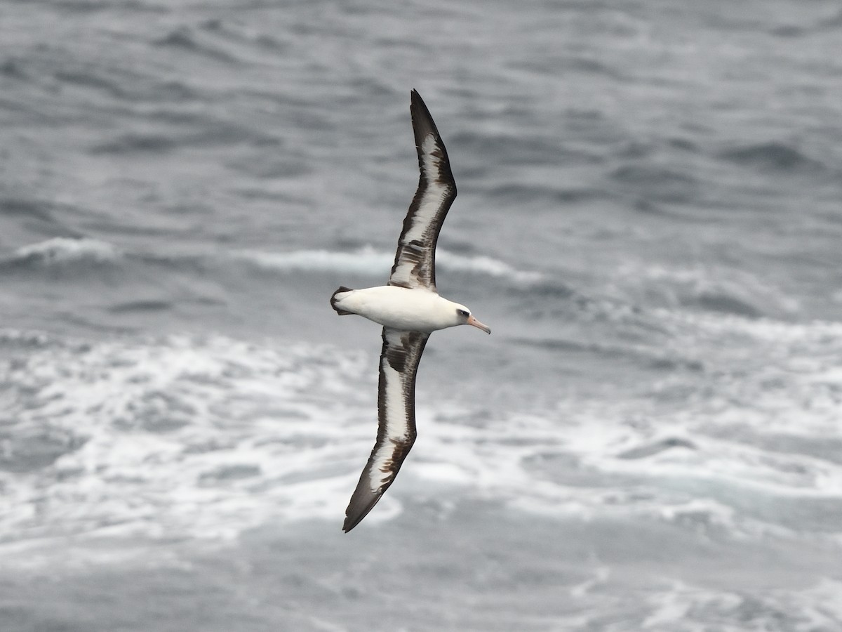 Laysan Albatross - ML522071461