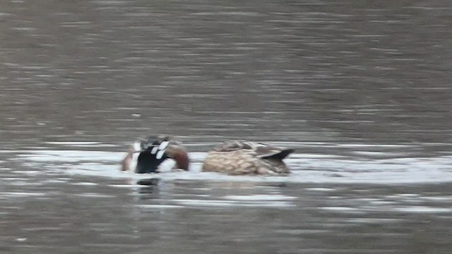 Northern Shoveler - ML522076891