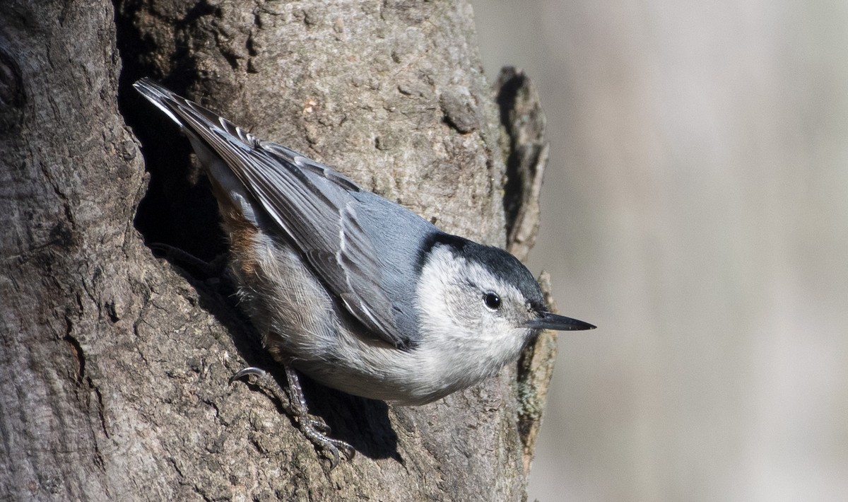 White-breasted Nuthatch - ML522080051