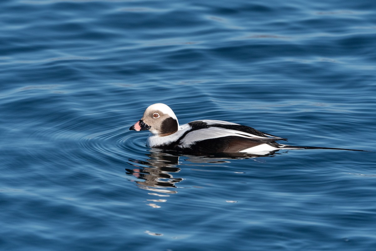 Long-tailed Duck - Sally Chisholm