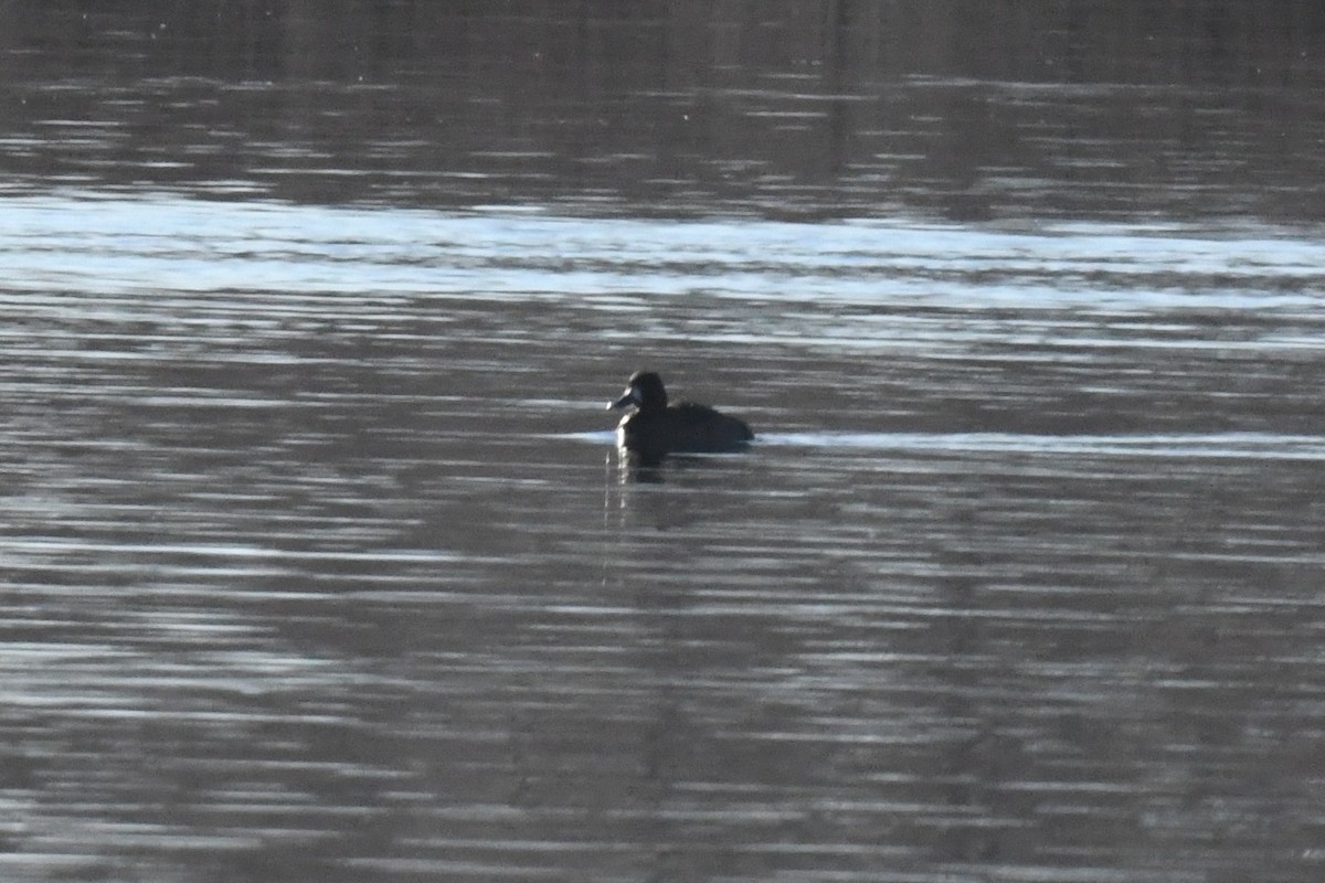 Greater Scaup - ML522082901