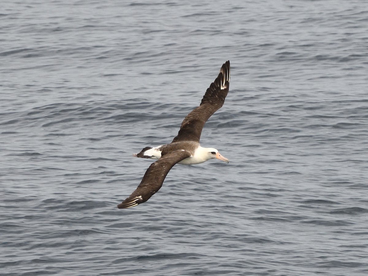 Laysan Albatross - ML522083361