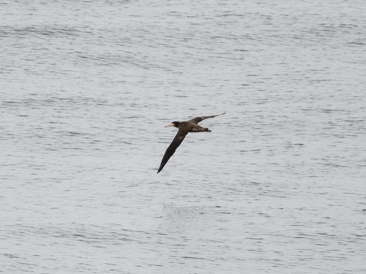 Short-tailed Albatross - ML522083871