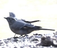 Townsend's Solitaire - ML522089811