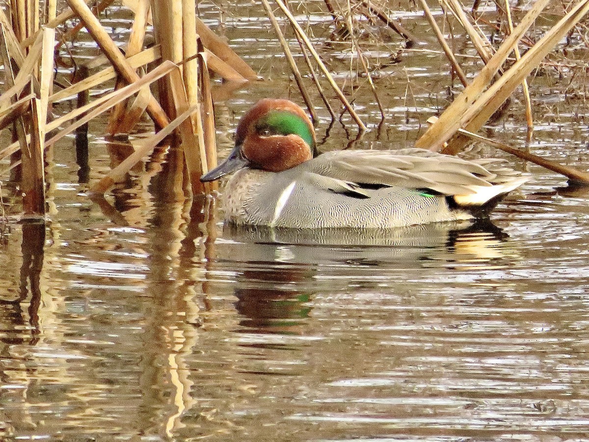 Green-winged Teal - ML522095981