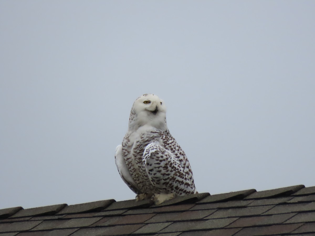 Snowy Owl - ML522097691