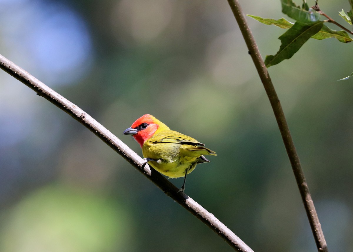 Red-headed Tanager - Noreen Baker