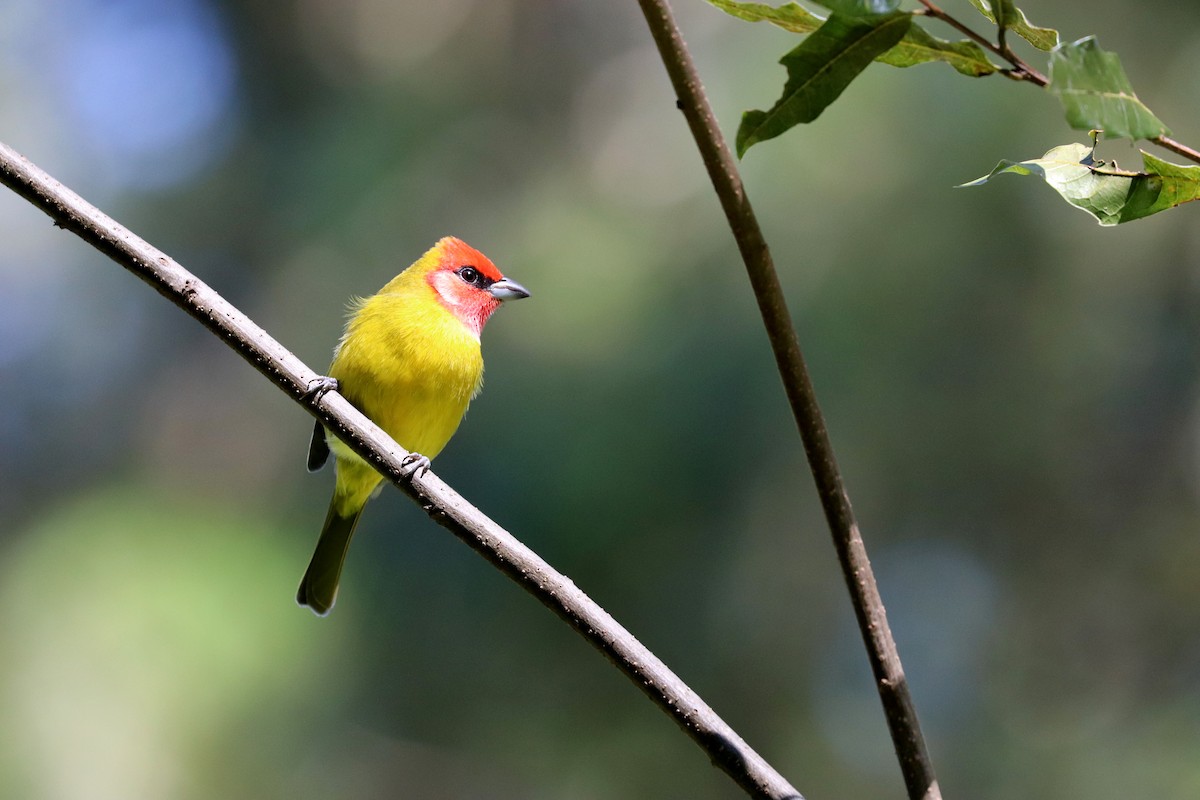 Red-headed Tanager - Noreen Baker