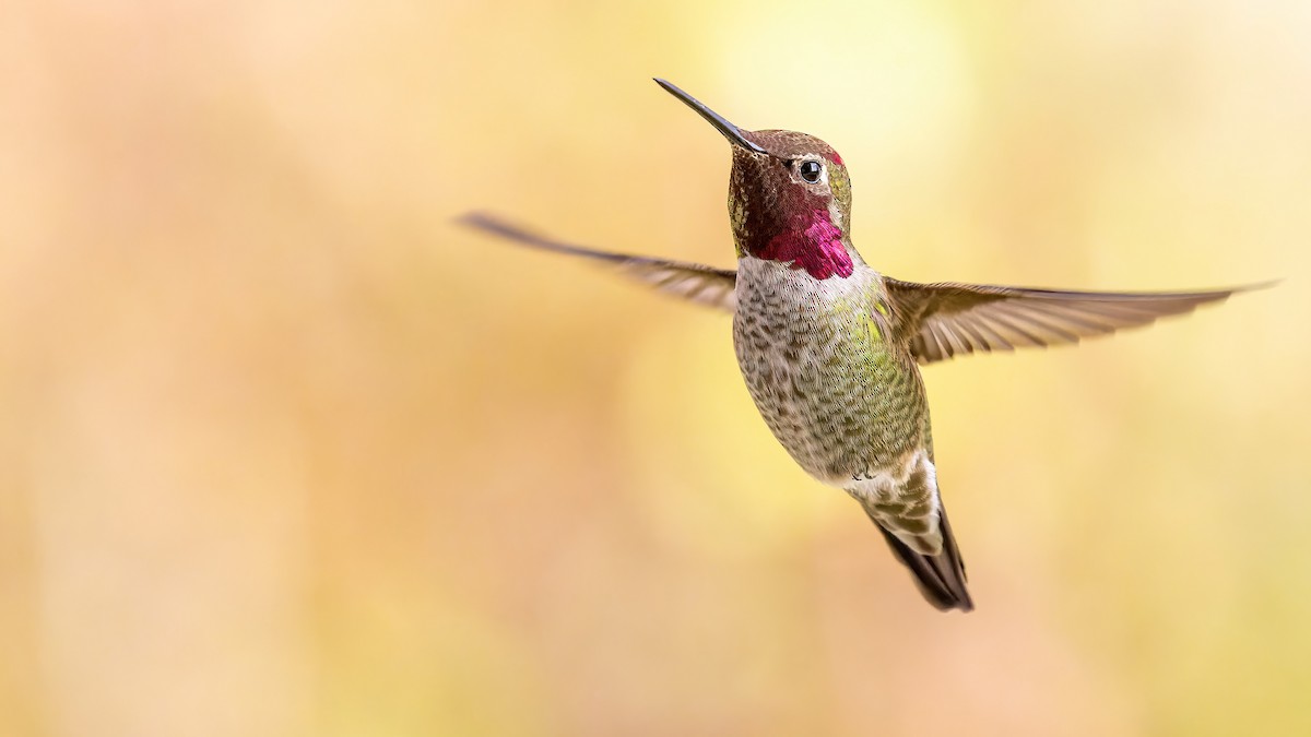 Anna's Hummingbird - ML522101211