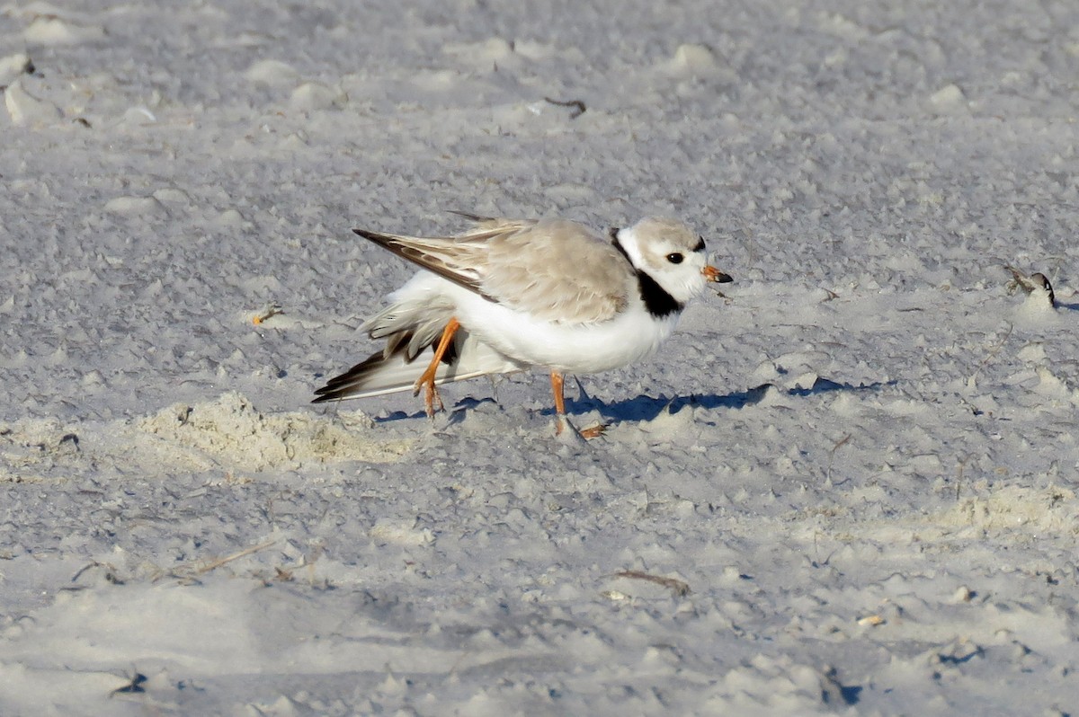 Piping Plover - ML52210341