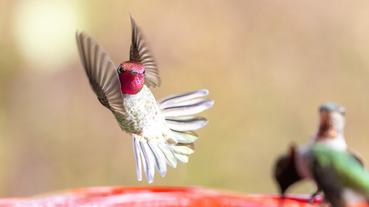Anna's Hummingbird - ML522103601