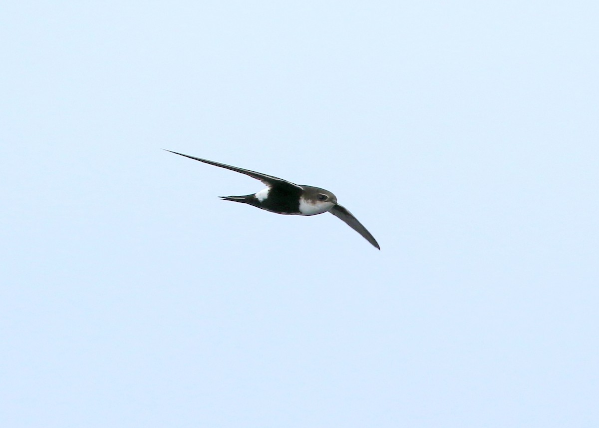 White-throated Swift - ML522104201
