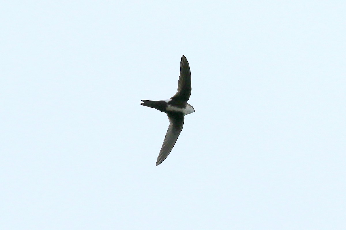 White-throated Swift - ML522104211