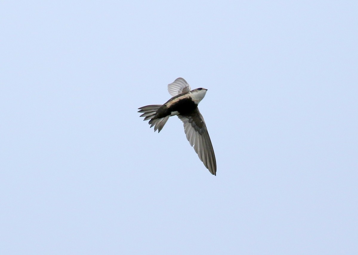 White-throated Swift - ML522104251