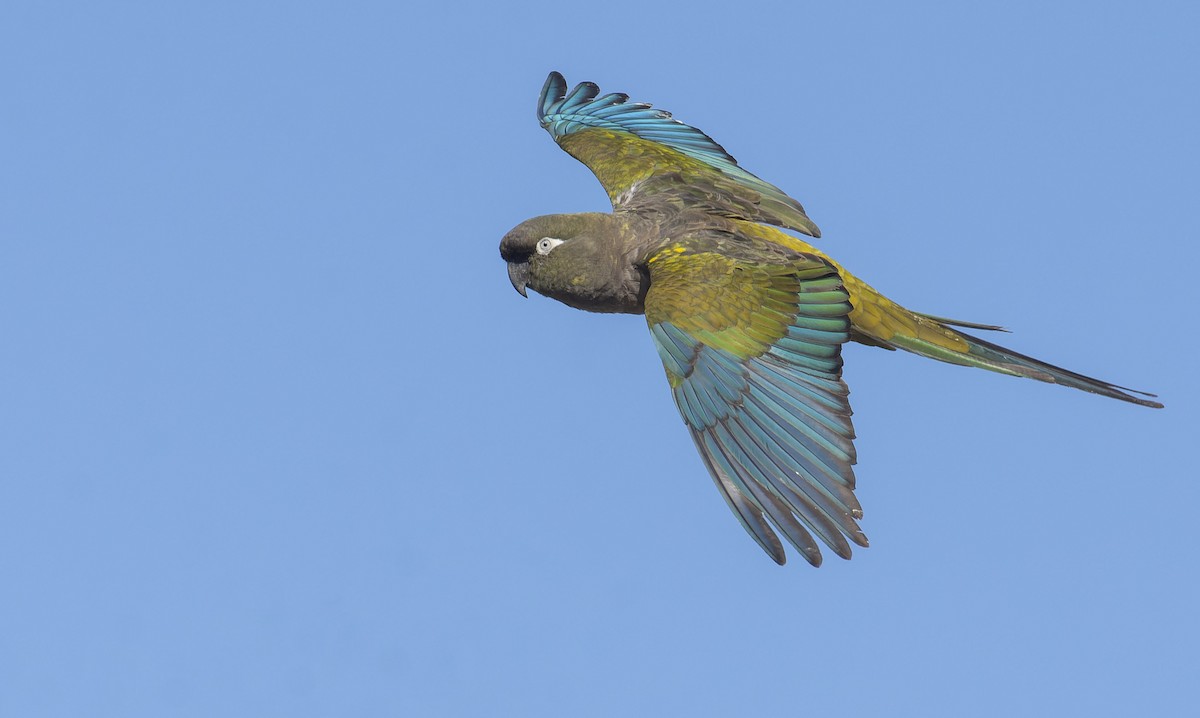 Burrowing Parakeet - ML522105541