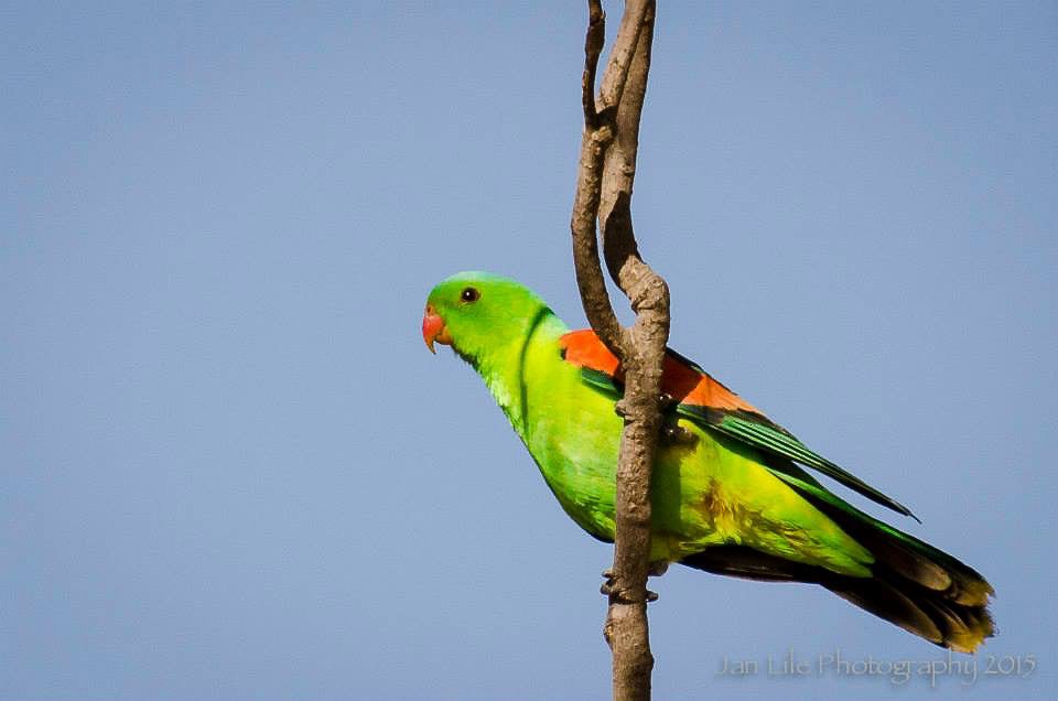 Red-winged Parrot - ML52211011