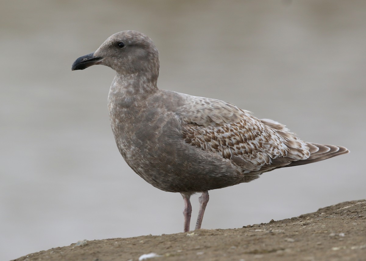 ML522111991 Western x Glaucous-winged Gull (hybrid) Macaulay Library