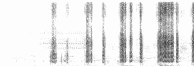  - American Coot (Red-shielded)