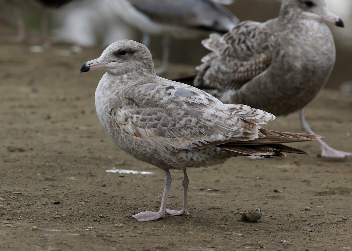 Ml522112491 California Gull Macaulay Library