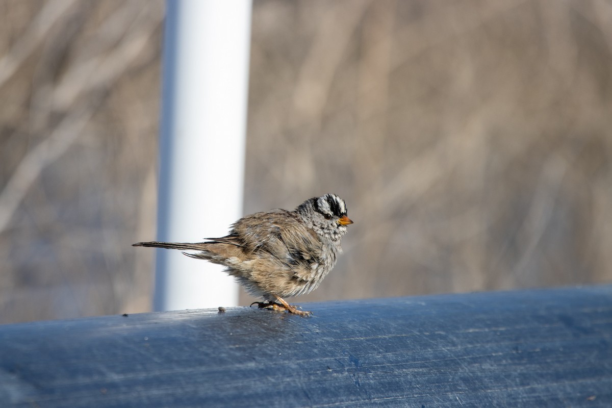 White-crowned Sparrow - ML522113891