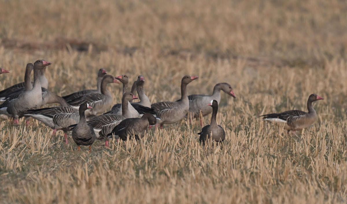 Lesser White-fronted Goose - ML522120321