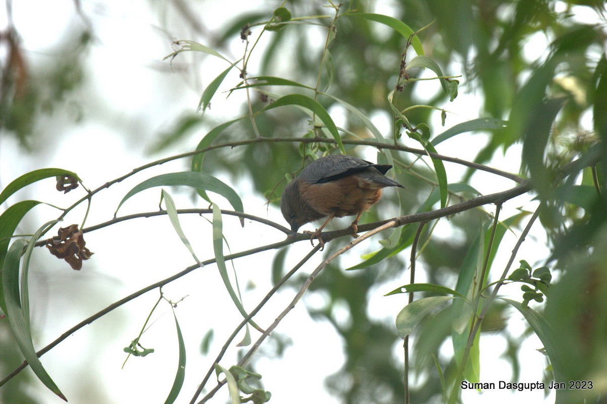 Chestnut-tailed Starling - ML522123021