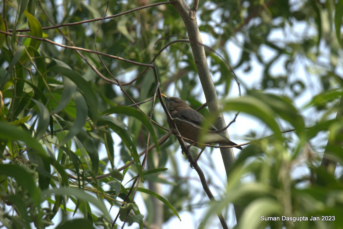Chestnut-tailed Starling - Suman Dasgupta