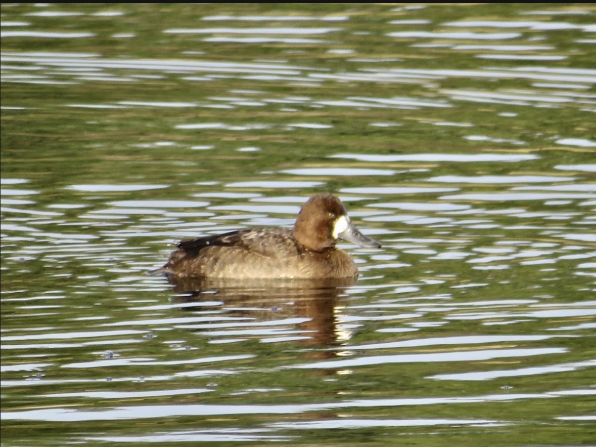 Greater Scaup - ML522124081