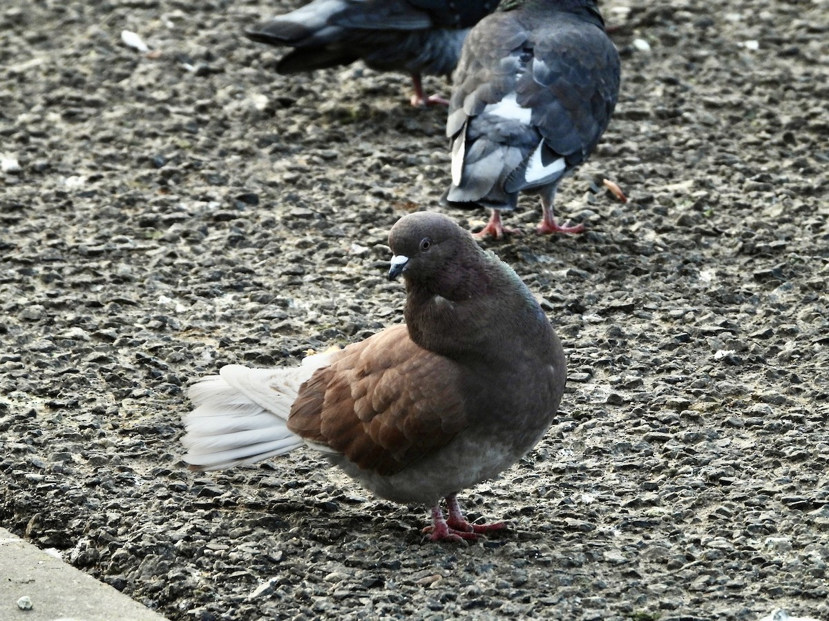 Rock Pigeon (Feral Pigeon) - ML522125061