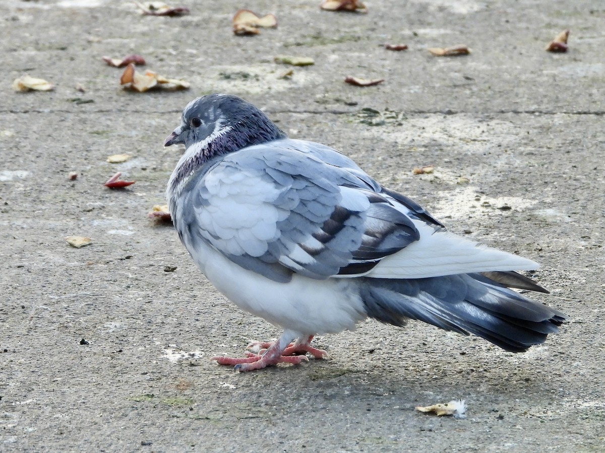 Rock Pigeon (Feral Pigeon) - ML522125191