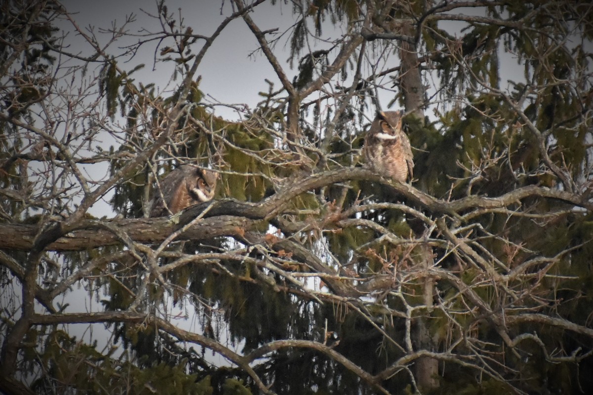 Great Horned Owl - ML522125461