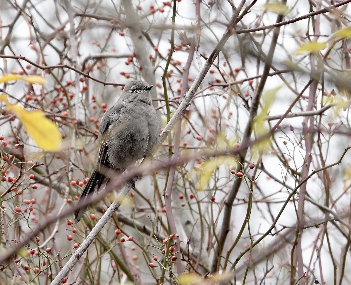 Townsend's Solitaire - ML522125751